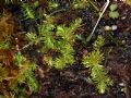 Lycopodiella inundata